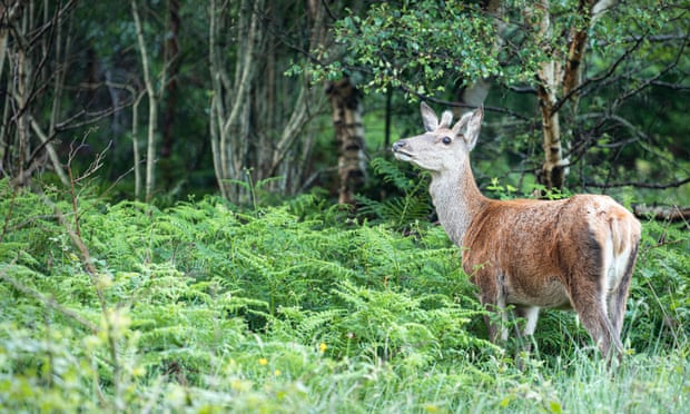 red deer in woods