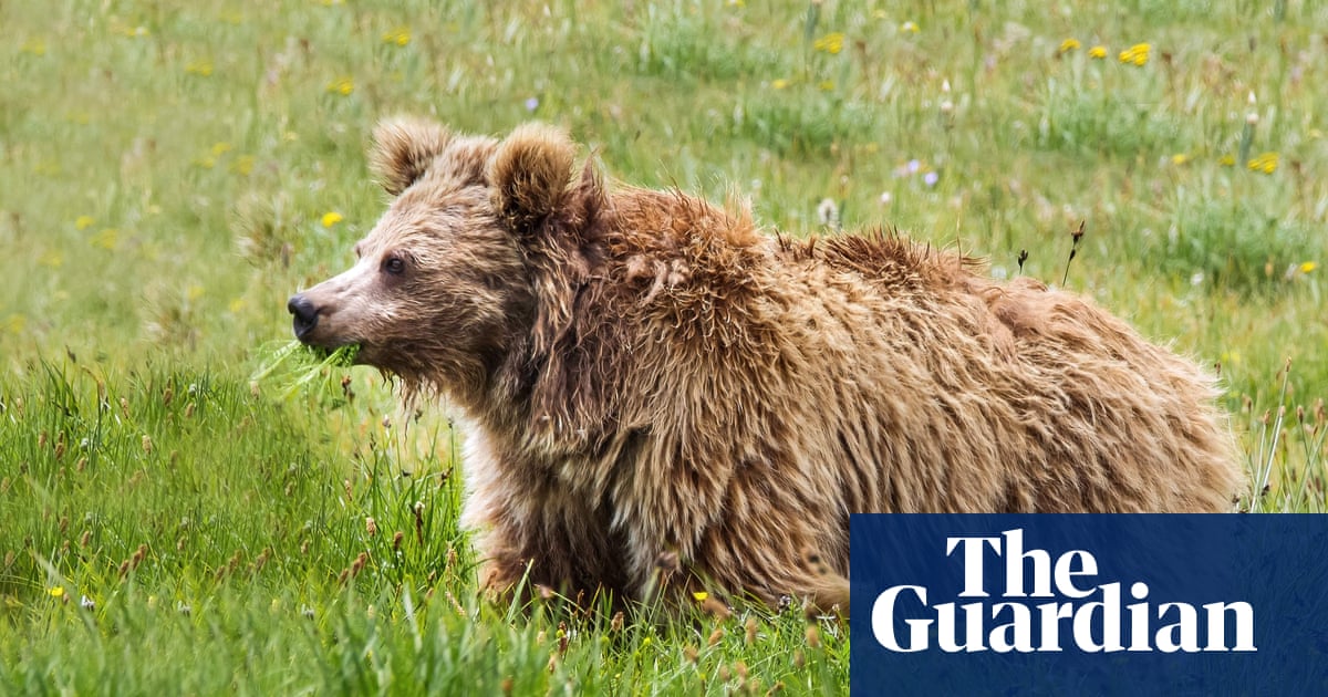 Not Yeti Scientists Say Abominable Snowman Is A Bear Animals The Guardian Not Yeti Scientists Say Abominable Snowman Is A Bear Animals The Guardian