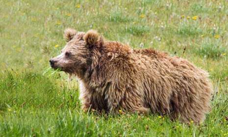 A Himalayan brown bear in Pakistan. DNA analysis of remains of purported “Yetis” have shown that the mysterious creature would be a bear from the high mountains of Asia.