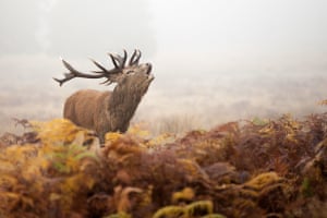 Bellowing Stag Photograph: Richard Bromley Gardner/GuardianWitness