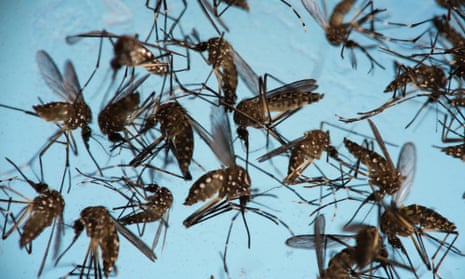 Aedes aegypti mosquitoes, responsible for transmitting Zika.