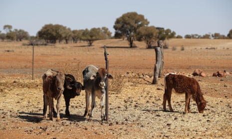 calves in a drought-stricken paddock