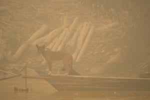 Dog on the river bank