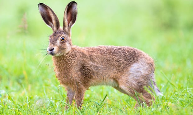 Brown hare in Somerset