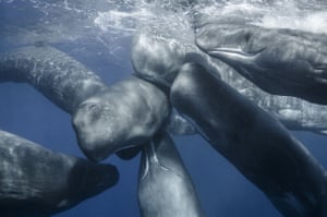 Group of sperm whales in the Atlantic Ocean near the Azores islands off of Portugal