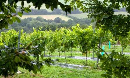 Rows of vines at Camel Valley Vineyard near Bodmin