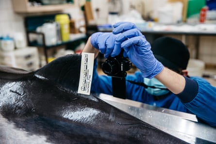 Des enregistrements photographiques de chaque spécimen sont conservés pour les archives du CSIP.