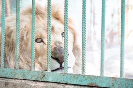 A lion looking through cage bars