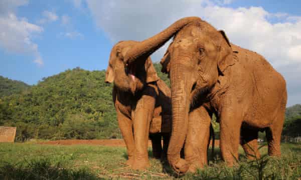 How Ethical Is The Elephant Sanctuary You Re Visiting Travel