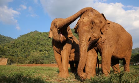 The Elephant Nature Park serves as a sanctuary