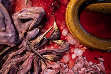 Plucked waterbirds lying in what appears to be a pool of blood