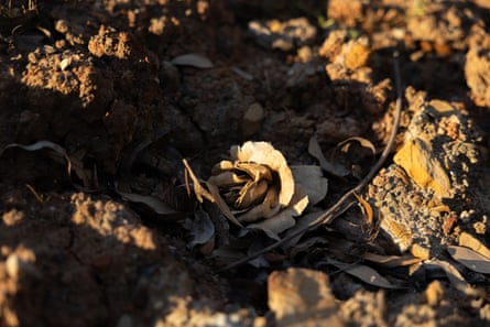 A faded flower on a mound of dirt