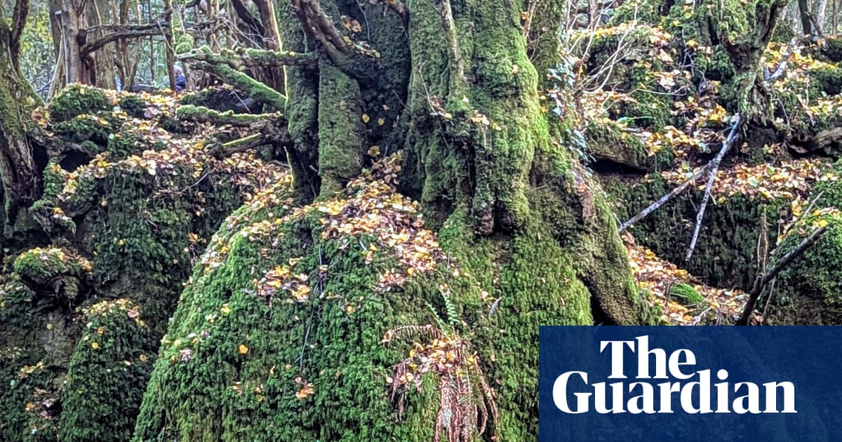 Young country diary: Other kids love birds and insects – I love moss | Arjun