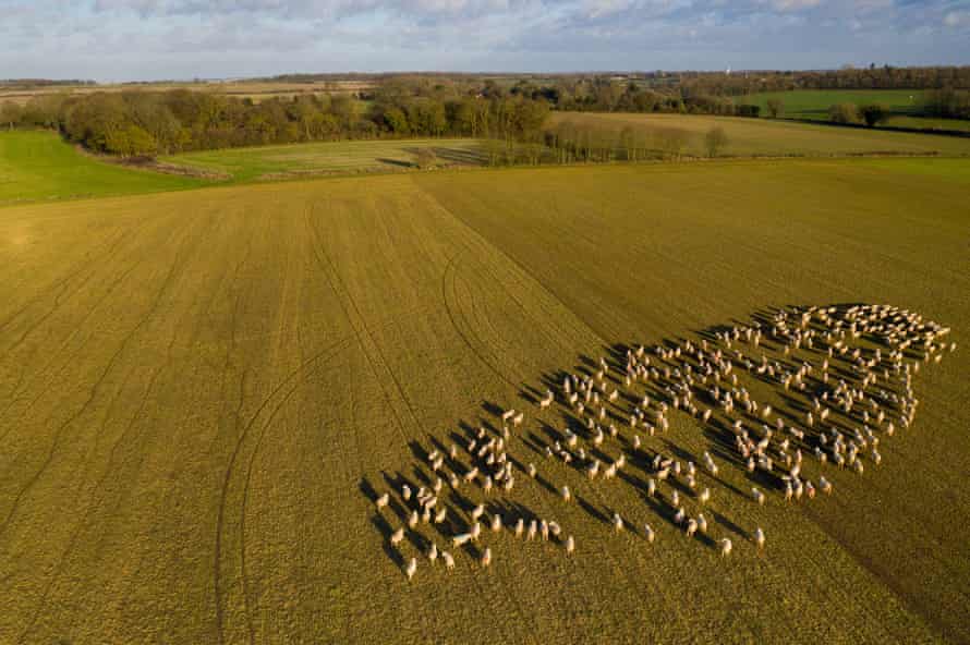 Sheep graze at Weston Park Farms in Hertfordshire.