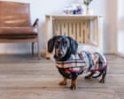 VIP appearances, books and beer: what Valerie the dachshund is up to after her Kangaroo Island adventure