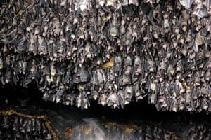 Geoffrey’s rousette fruit bats inside Monfort cave on Samal Island in the Philippines