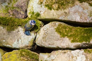 A blue tit