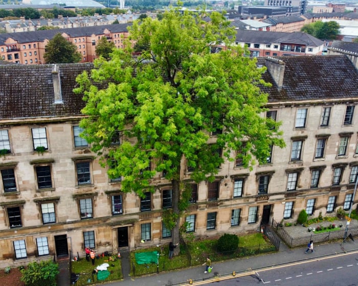 Argyle Street ash in Glasgow wins tree of the year competition