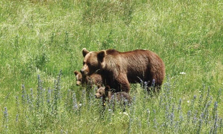 Brown bears in the Carpathian mountains.