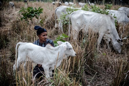 Fulani herdsman tends calf at Kachia grazing serve, Kaduna state.