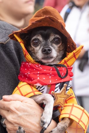 A small dog dressed as Woody from Toy Story.
