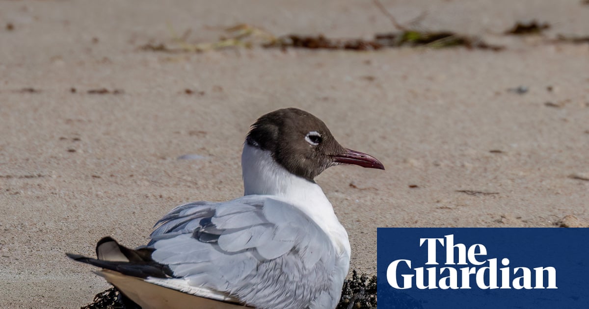 Elusive gull drifts thousands of kilometres off course to Australia, turning birdwatching into ‘extreme sport’