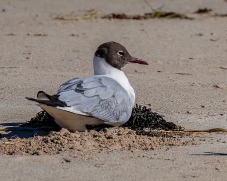 Elusive gull drifts thousands of kilometres off course to Australia, turning birdwatching into ‘extreme sport’
