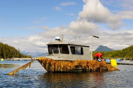 A worker harvests sugar kelp grown at an aquaculture farm off Vancouver Island