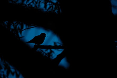 An adult male singing at dawn.