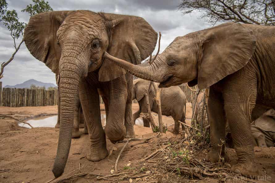 Reteti Elephant Sanctuary