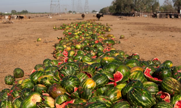 Discarded food is the biggest single component of US landfill and incinerators, according to the Environmental Protection Agency.