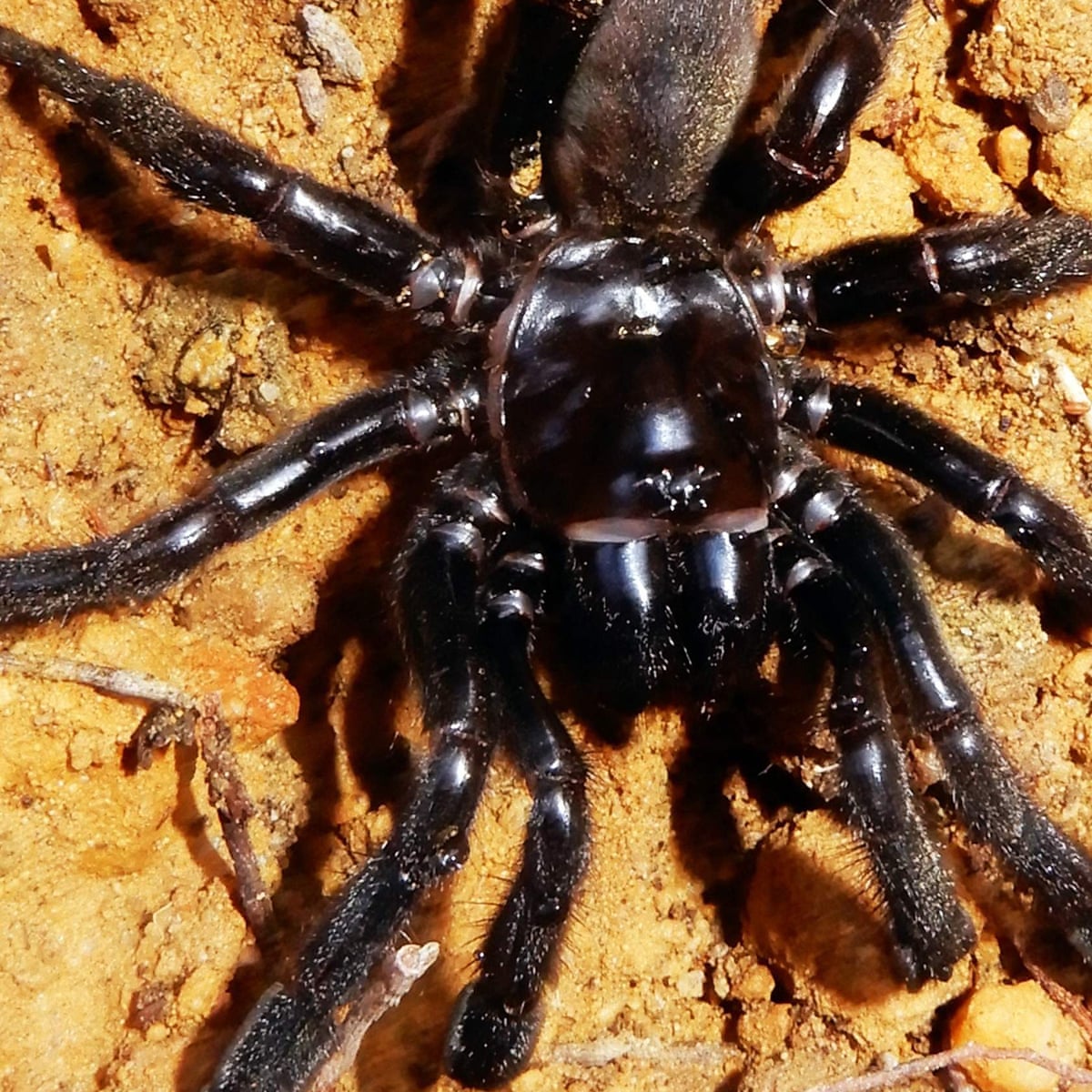 World S Oldest Known Spider Dies At 43 After A Quiet Life Underground Environment The Guardian