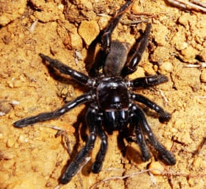 Number 16, a female trapdoor spider who was the world’s oldest known spider