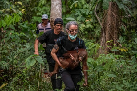 A woman carrying a stricken young orangutan in a rescue operation for orangutans caught up in wildfires in Pemangkat village in West Kalimantan province