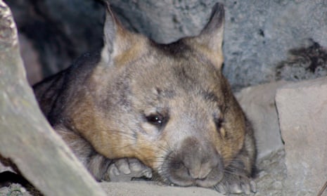 South Australia has issued a permit for the culling of southern hairy-nosed wombats on an area of the Yorke Peninsula which are leased to a farmer, under laws that allow for the culling of ‘abundant wildlife’ that is ‘causing damage’.