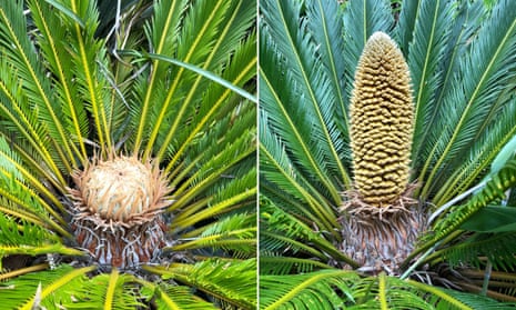 A female (left) and male cycad (right). 