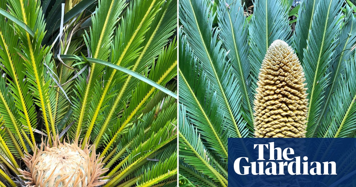 Plantwatch: oldest known seed plants heat up for sex to attract pollinating insects