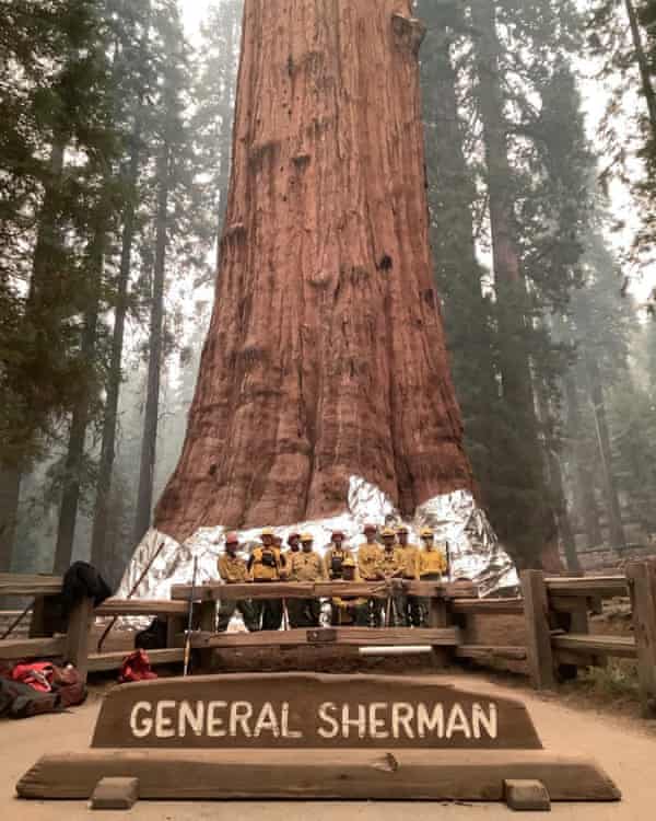 Firefighters pose next to the General Sherman Tree after wrapping it in fire-resistant blanket on 17 September.