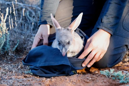 A bilby at Mount Gibson.