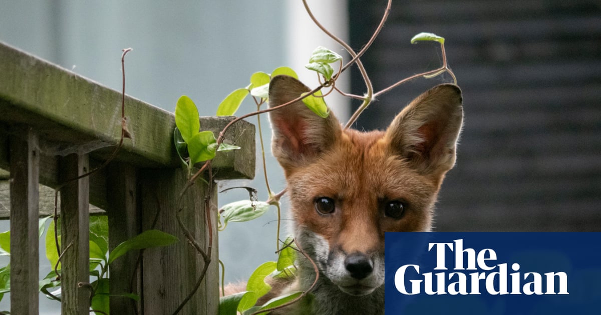 Young country diary: The foxes and I have been watching each other closely