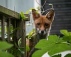 Young country diary: The foxes and I have been watching each other closely