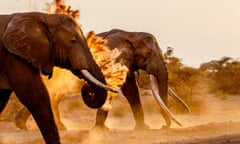 Two elephants with tusks walk in a dusty landscape at sunset