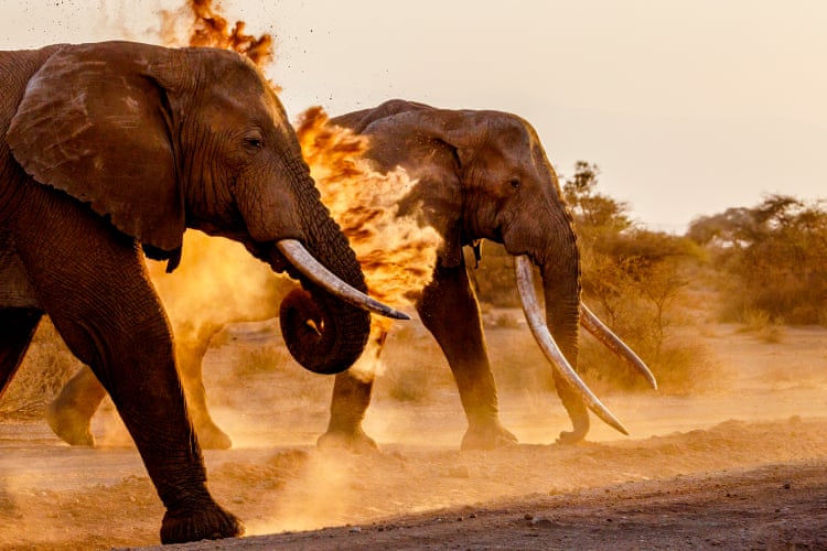 Trophy hunter killings spark fierce battle over the future of super tusker elephants