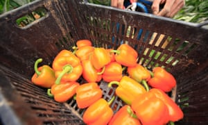 Peppers being picked in an Israeli greenhouse.
