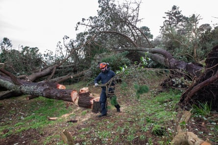 A tree surgeon deals with a fallen specimen