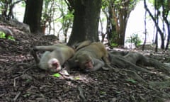 Two male Rhesus macaques