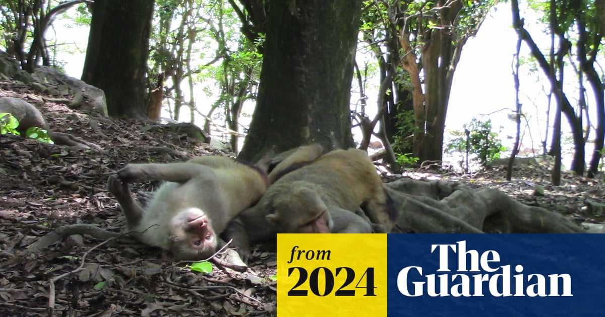 Animal homosexual behaviour under-reported by scientists, survey shows