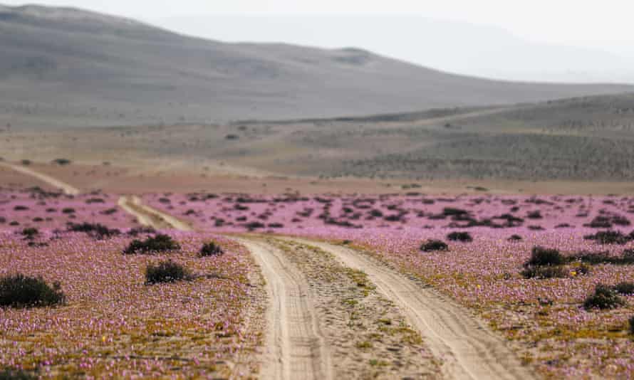 Flores en peligro de extinción en el desierto de Atacama, el desierto más seco del mundo.