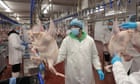 'We are strongmen': Polish workers help bring UK its Christmas turkeys