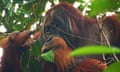 Orangutan pulling Fibraurea tinctoria leaves towards itself, with a leaf hanging out of its mouth.